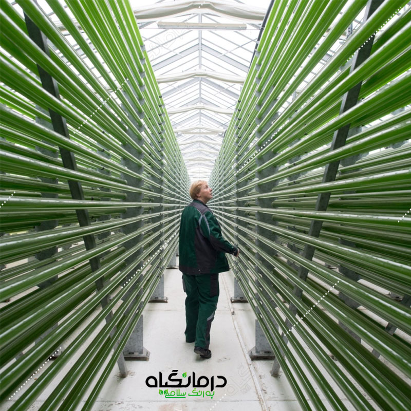 قرص آلگومد جلبک کلرلا