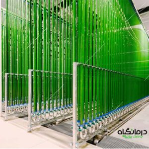 پرورش جلبک کلرلا