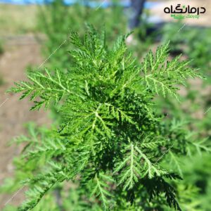 گندواش-چای-آرتمیزینین